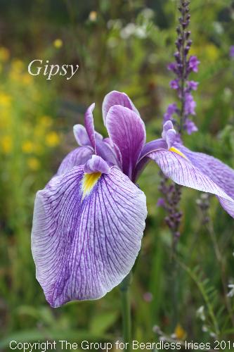 Gipsy 